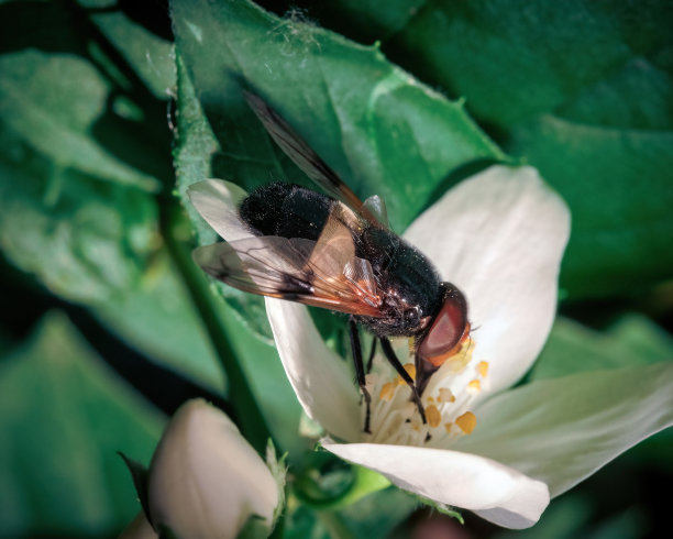 在大自然的森林里，一只小小的苍蝇飞在一朵花上。《自然》中的微距摄影。图片下载