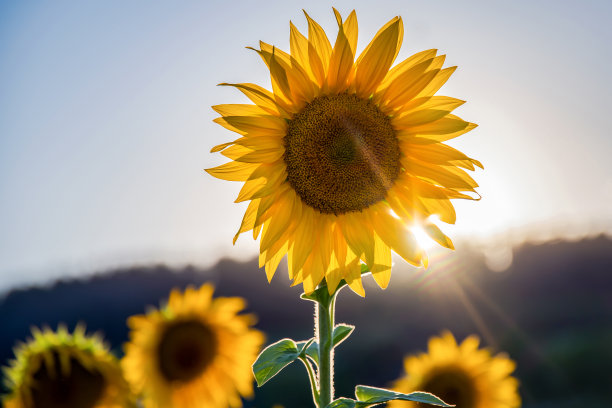 向日葵渴望阳光图片下载