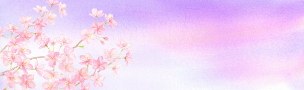 紫色天空中樱花的水彩画插图图片下载