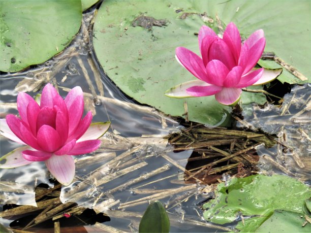 日本。8月。池塘里有睡莲。图片下载