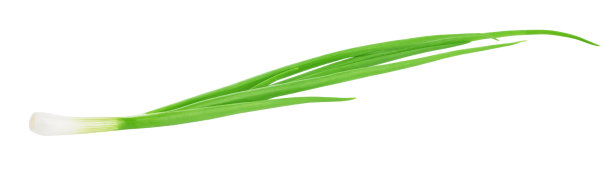 新鲜的绿洋葱孤立在白色的背景。图片下载