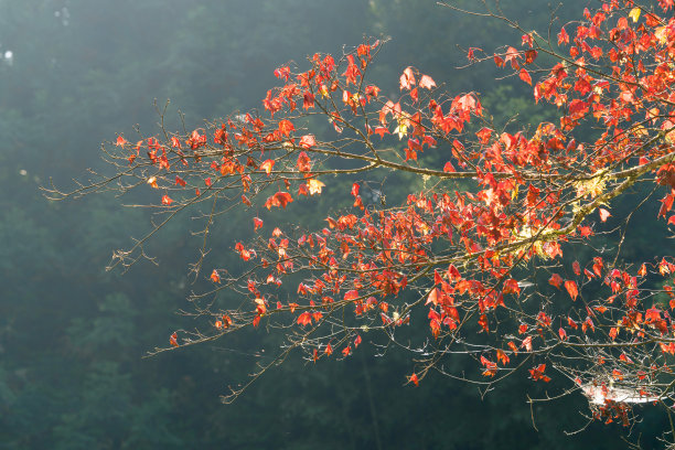 美丽的枫叶在秋天的季节。图片下载