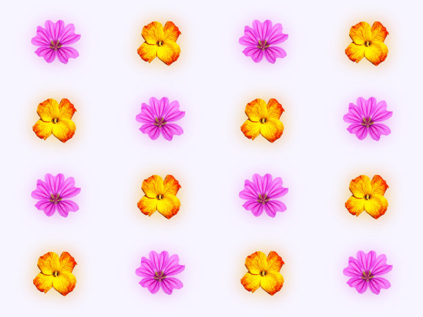 装饰图案为粉红色锦葵花和黄红色壁花图片下载