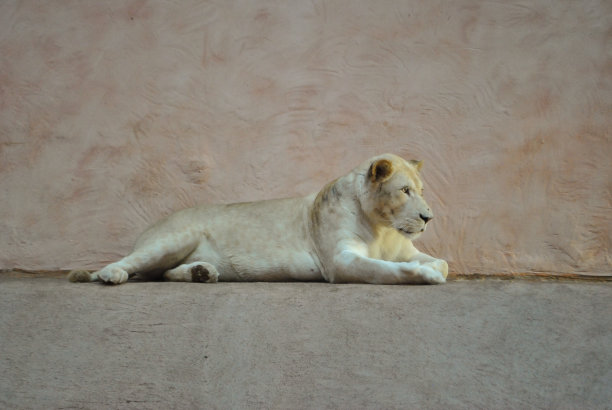一只母狮躺在米色墙壁旁边的地板上，看着旁边图片下载