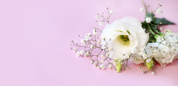 白色的花在粉红色的背景上。副本的空间。图片下载
