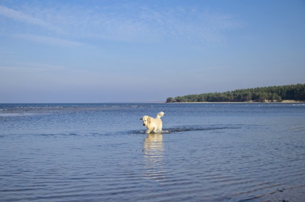 10月在波罗的海捕鱼的白色金毛寻回犬图片下载