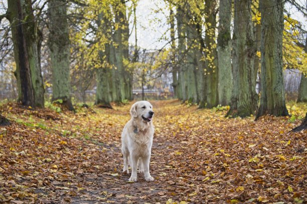 拉脱维亚秋天，金毛寻回犬在一条穿过公园树木的小路上图片下载