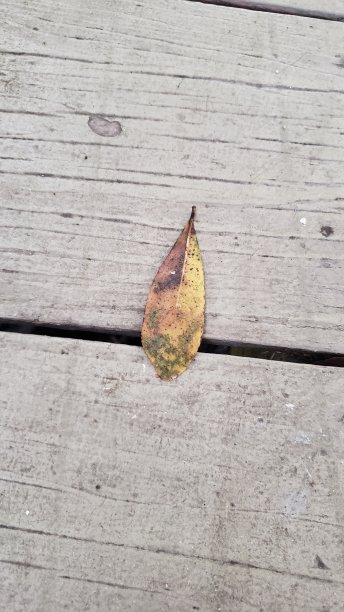 甲板孤叶图片下载