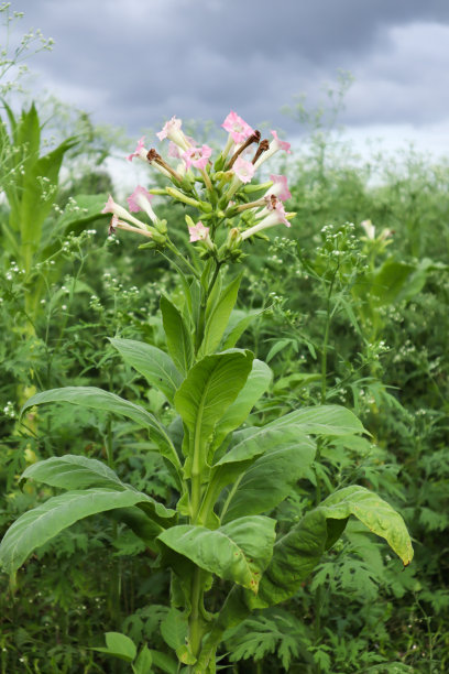 有选择地聚焦一种烟草植物的图片，它的叶子是咀嚼盘和香烟工业的成分。图片下载