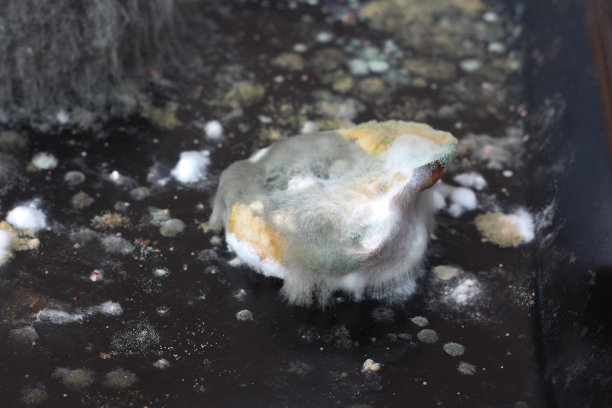 食物上的霉菌迅速生长图片下载