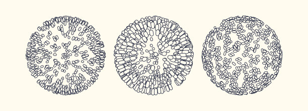 由许多椭圆组成的球体。3d矢量插图的科学，教育或医学。图片下载