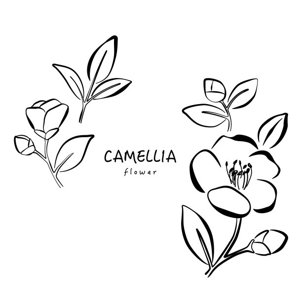 山茶花，矢量手绘插图图片下载