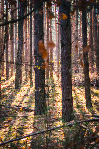 波兰，混交林的秋天。图片下载