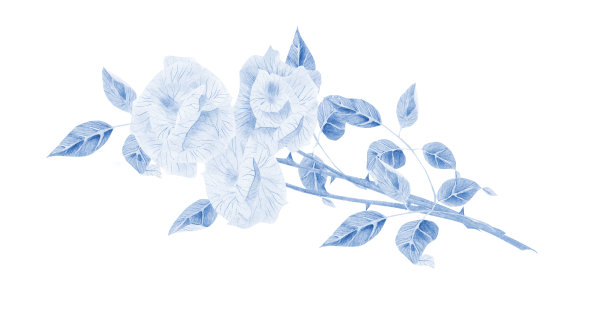 精致的蓝色玫瑰。水彩画插图祝贺，请柬。图片下载