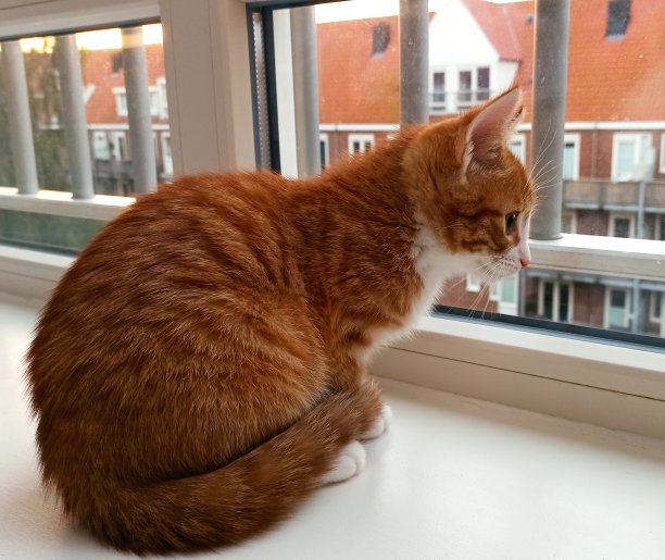 窗台上一只姜黄色的小猫朝外面的街道望去图片下载
