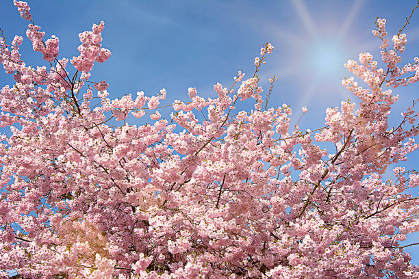 阳光下的樱花。图片下载
