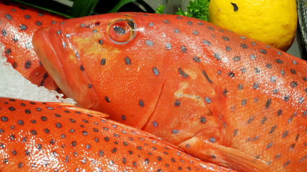 蓝带鞭尾鱼图片下载