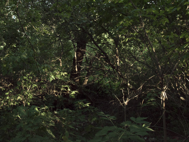 在茂密的落叶森林里，树木和灌木的树枝之间图片下载