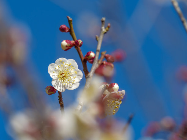 白色梅花树枝的图片图片下载