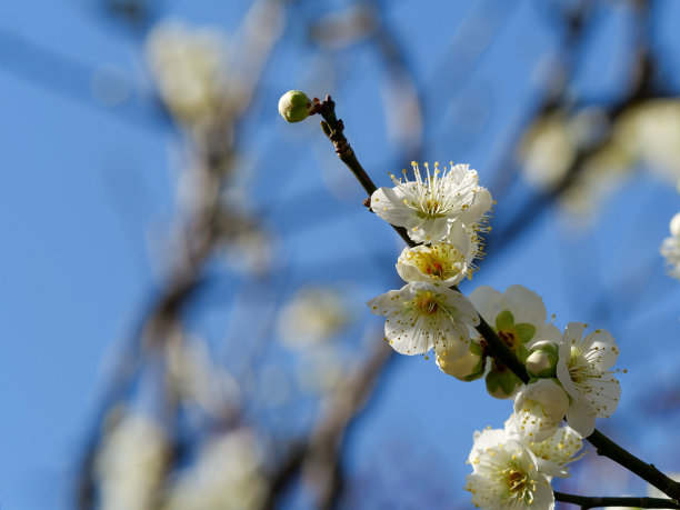 白色梅花树枝的图片图片下载