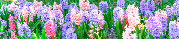 浅紫色和粉红色的羽扇豆花，自然的背景图片下载