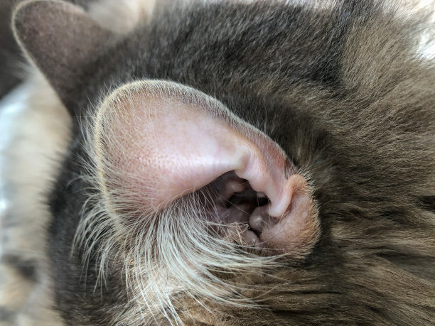 虎斑猫耳朵的特写图片下载