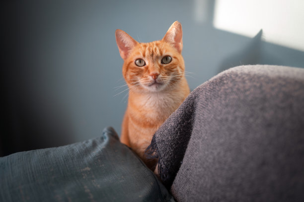 棕色的虎斑猫，绿色的眼睛在灰色的沙发上。近距离图片下载