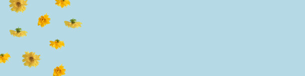 大格式蓝色背景与黄色花朵盛开。最小的概念横幅与复制空间。图片下载