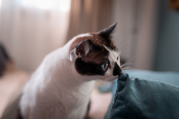 蓝眼睛黑白相间的猫闻到了蓝色枕头的味道图片下载