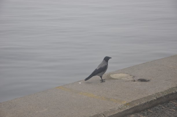 海岸上的一只鸟图片下载
