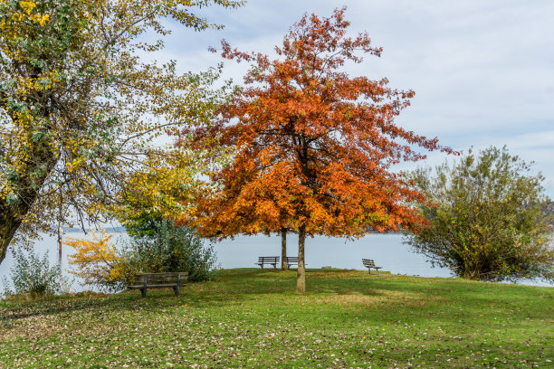 金秋树图片下载