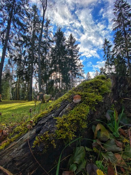 秋天的森林图片下载