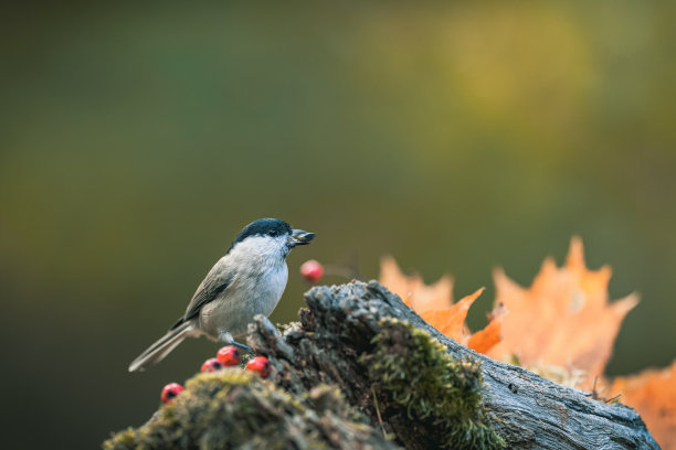一种以种子为食并四处张望的鸣禽(沼泽山雀、沼泽山雀)。秋天的色彩，简单模糊的背景。图片下载