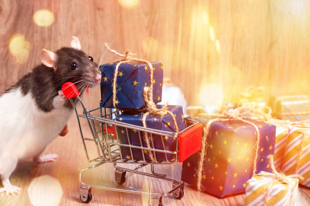 新年的概念。可爱的小白鼠，带着礼品盒的小白鼠。红色礼品盒内的白色装饰鼠小飞象。可爱的白色家鼠在新年装饰。图片下载