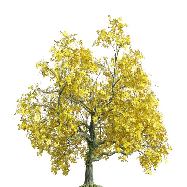 秋天树三维插图孤立在白色背景图片下载