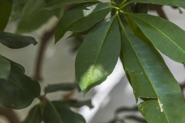 这是一种有毒的热带植物蒙巴斯亚那的叶子的特写照片。瑞典。图片下载