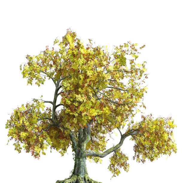 秋天树三维插图孤立在白色背景图片下载