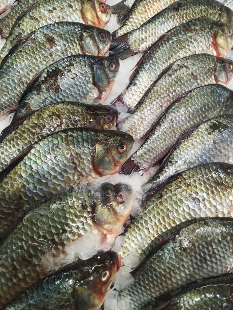 新鲜冷冻鱼图片下载