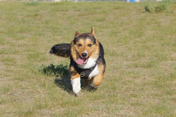 彭布罗克威尔士柯基犬跑向摄像机图片下载