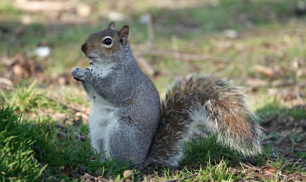 一张可爱的照片，一只灰松鼠坐在地上，用爪子吃食物。图片下载