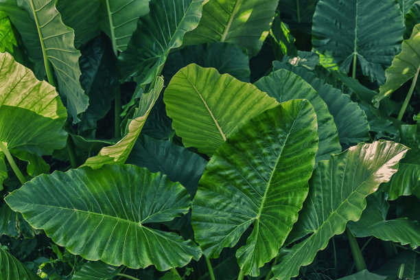 用于插图，3D渲染，数字艺术的自然纹理。图片下载