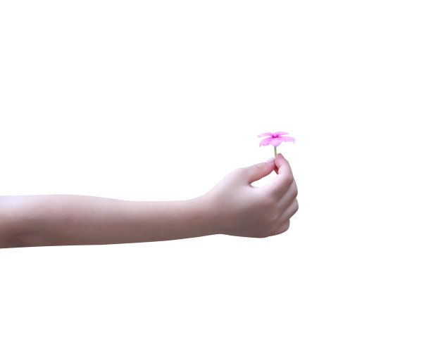 亚洲小女孩右手给予粉红色的catharanthus玫瑰花孤立在白色背景与修剪路径图片下载