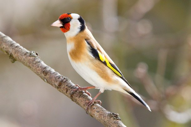 在树枝上的欧洲种(卡杜里斯卡杜里斯)图片下载