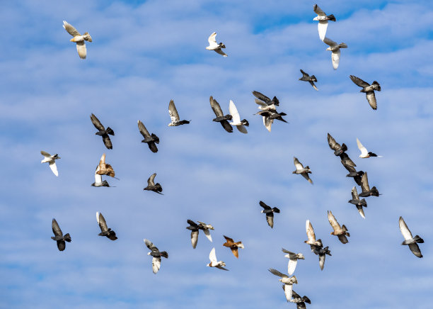 一大群装饰性的信鸽在蓝色多云的天空上飞翔。图片下载