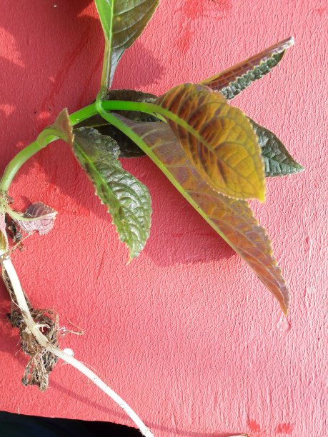 照片中的绿色叶子在早晨的太阳放在红色的背景图片下载