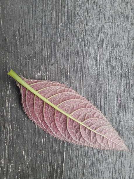 照片中的绿色叶子在早晨的太阳放在红色的背景图片下载