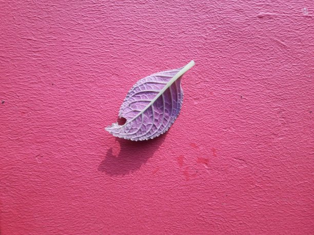 照片中的绿色叶子在早晨的太阳放在红色的背景图片下载