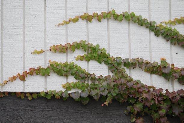 葡萄树图片下载