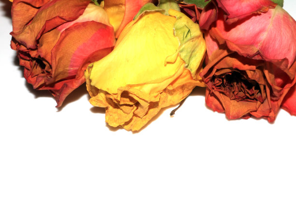 一张黄色的粉红色的干玫瑰和白色背景上的花瓣图片下载