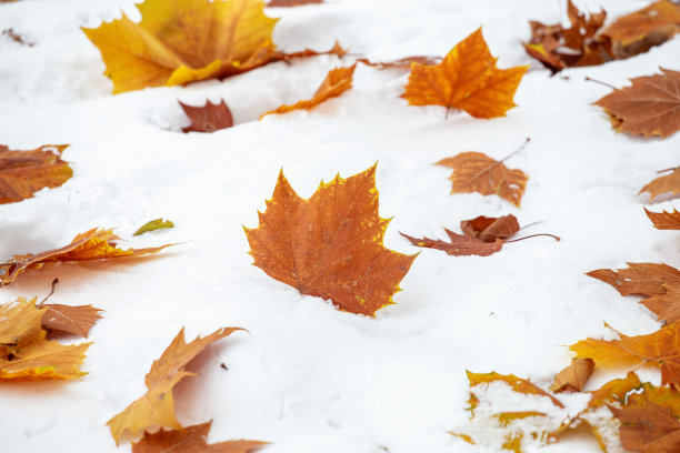 雪地里的红叶图片下载